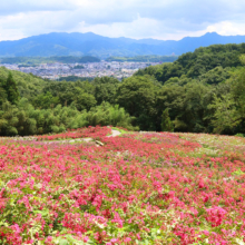 秩父ミューズパーク サルスベリの画像