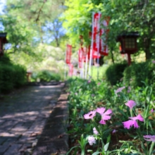 長瀞秋の七草寺撫子の画像