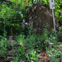 長瀞秋の七草寺撫子の画像