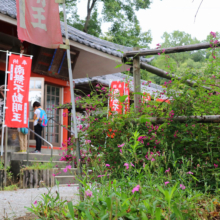 長瀞秋の七草寺撫子の画像