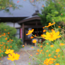 長瀞秋の七草寺葛の画像