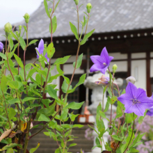 長瀞秋の七草寺桔梗の画像