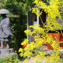 長瀞七草寺女郎花の画像