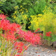 長瀞七草寺女郎花の画像