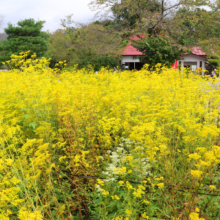 長瀞七草寺女郎花の画像