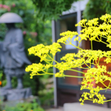 長瀞七草寺女郎花の画像