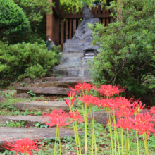 秩父聖地公園ヒガンバナの画像