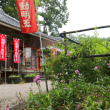 長瀞秋の七草寺撫子の画像