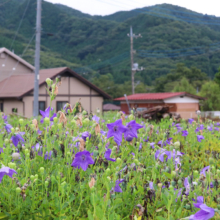 長瀞秋の七草寺桔梗の画像