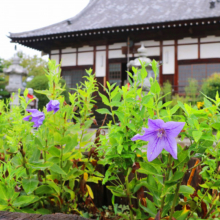 長瀞秋の七草寺桔梗の画像