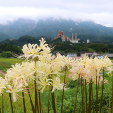 寺坂棚田 彼岸花の画像