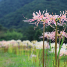 寺坂棚田 彼岸花の画像