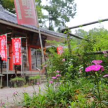 長瀞秋の七草寺撫子の画像