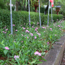 長瀞秋の七草寺撫子の画像