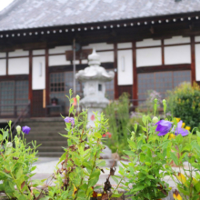 長瀞秋の七草寺桔梗の画像