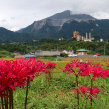 寺坂棚田 彼岸花の画像