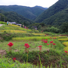 寺坂棚田 彼岸花の画像