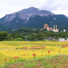 寺坂棚田 彼岸花の画像