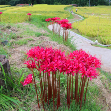 寺坂棚田 彼岸花の画像