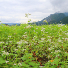 荒川そばの花の画像