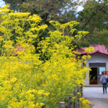 長瀞七草寺女郎花の画像