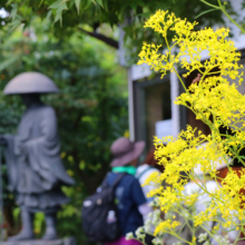 長瀞七草寺女郎花の画像