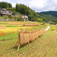 寺坂棚田 彼岸花の画像