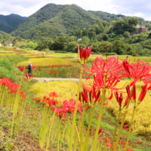 寺坂棚田 彼岸花の画像