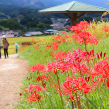 寺坂棚田 彼岸花の画像