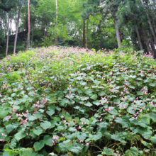 札所32番法性寺周辺 シュウカイドウの画像