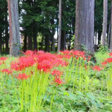 愛宕神社 ヒガンバナの画像