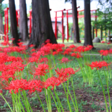 愛宕神社 ヒガンバナの画像