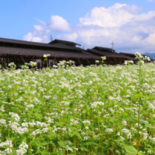 荒川そばの花の画像