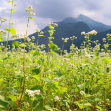 荒川そばの花の画像