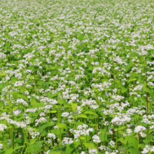 荒川そばの花の画像