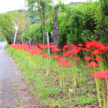 秩父聖地公園ヒガンバナの画像