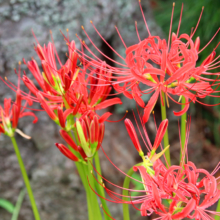 秩父聖地公園ヒガンバナの画像