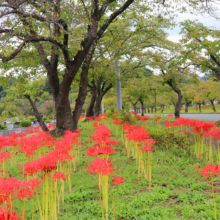 秩父聖地公園ヒガンバナの画像
