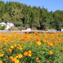 上三沢 キバナコスモスの画像