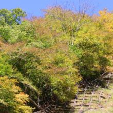 奥秩父紅葉 滝川渓谷の画像