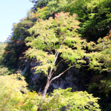 奥秩父紅葉 女郎もみじの画像