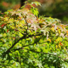 奥秩父紅葉 中津峡の画像