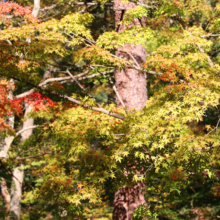 長瀞紅葉 月の石もみじ公園の画像