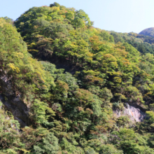 奥秩父紅葉 大血川周辺の画像