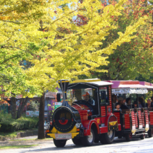 秩父ミューズパーク イチョウ並木の画像