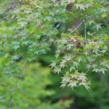 長瀞紅葉 月の石もみじ公園の画像