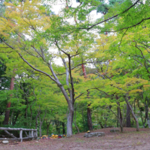 長瀞紅葉 月の石もみじ公園の画像