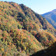 奥秩父紅葉 滝川渓谷の画像