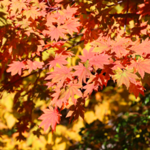 奥秩父紅葉 滝川渓谷の画像