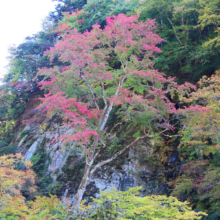 奥秩父紅葉 中津峡の画像